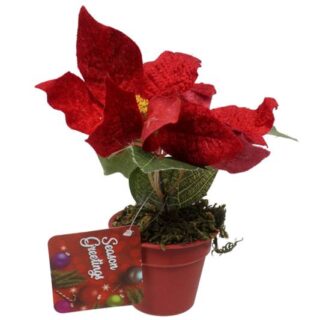 Planta de Pascua Navideña 18 cm